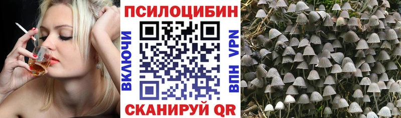 Галлюциногенные грибы Cubensis Усть-Джегута